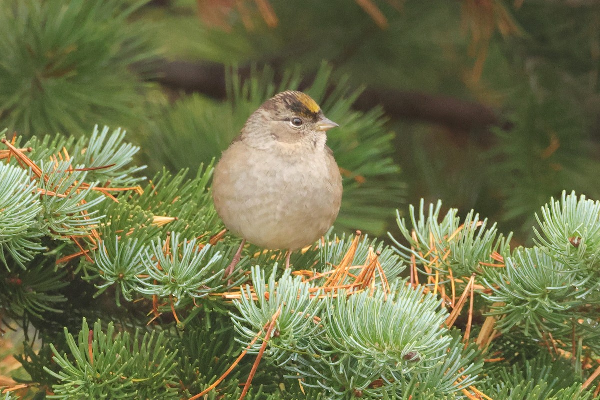 Golden-crowned Sparrow - ML609393453
