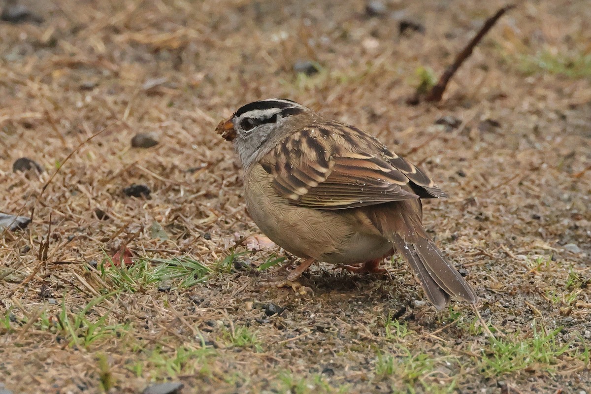 White-crowned Sparrow - ML609393455