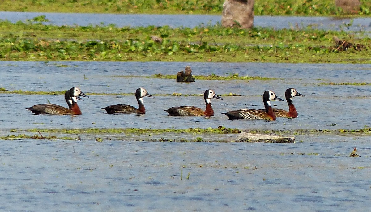 White-faced Whistling-Duck - ML609393460