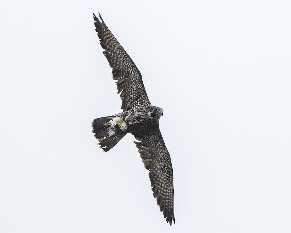 Peregrine Falcon - Alan Phipps