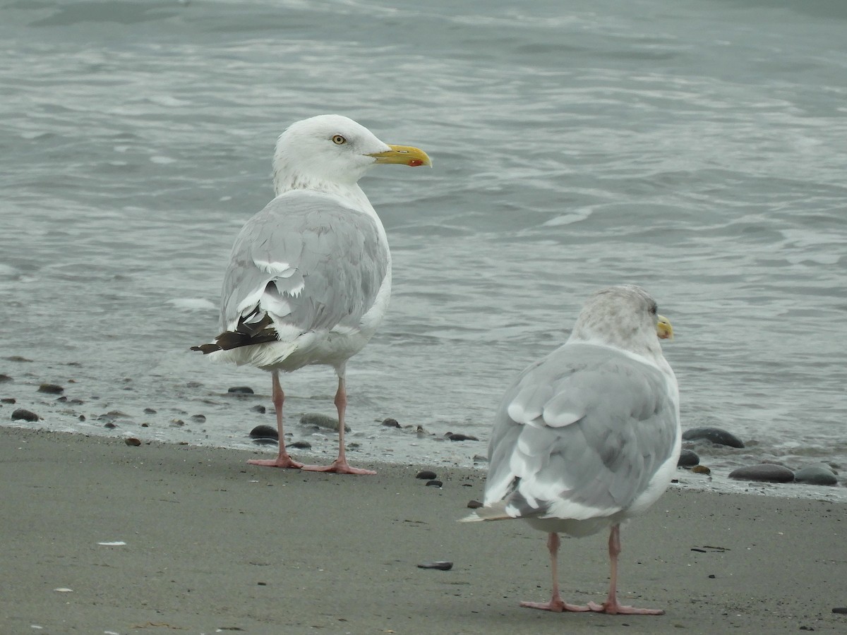 Herring Gull - ML609393502