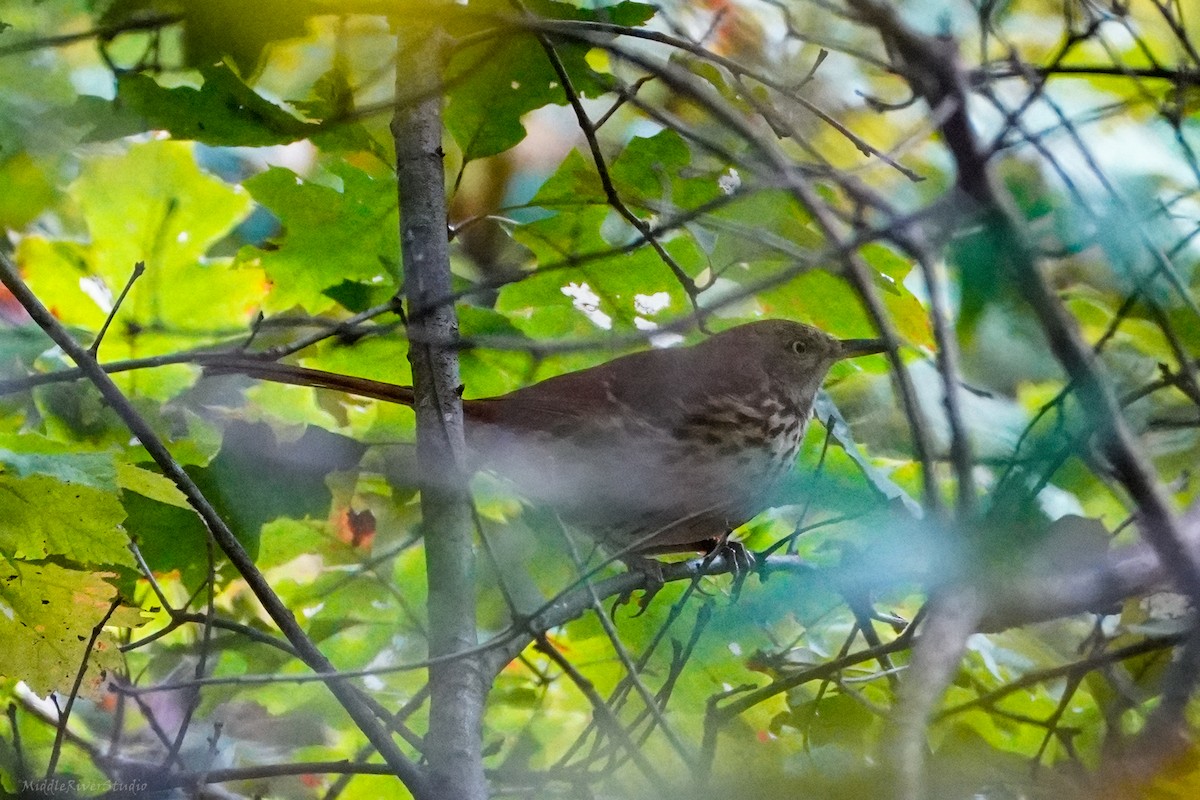 Brown Thrasher - ML609393503