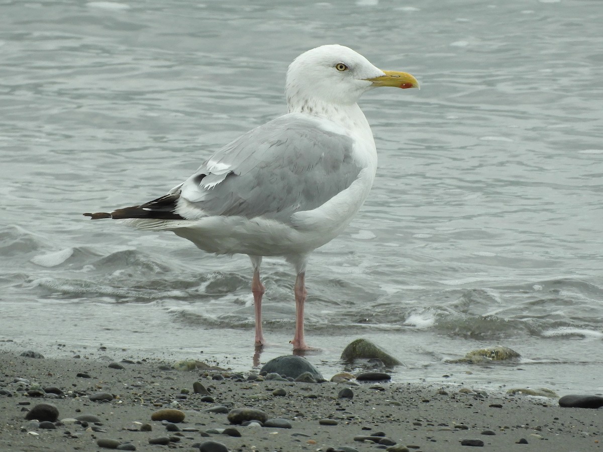 Gaviota Argéntea - ML609393504