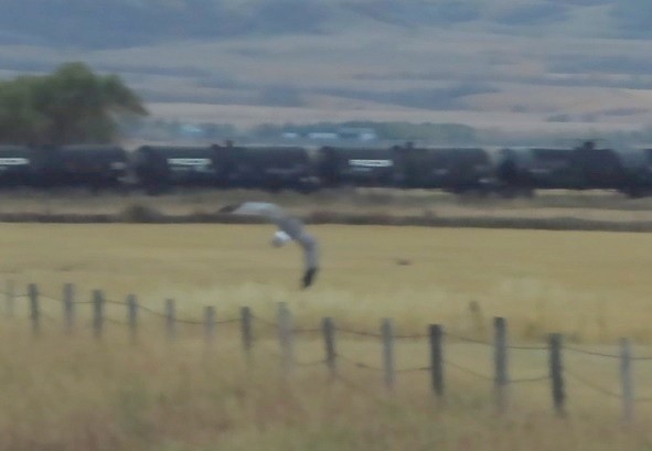 Northern Harrier - Fran Kerbs