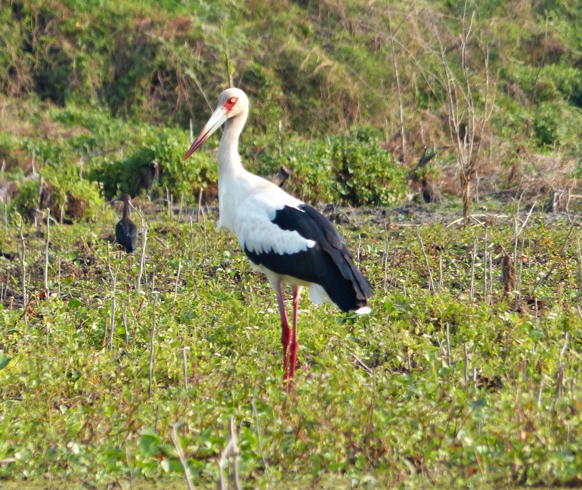 Maguari Stork - ML609393591