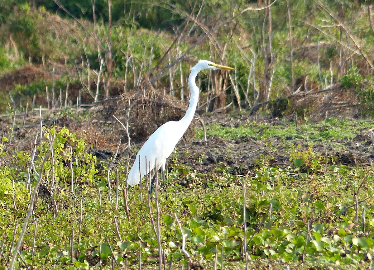 Great Egret - Carlos Schmidtutz