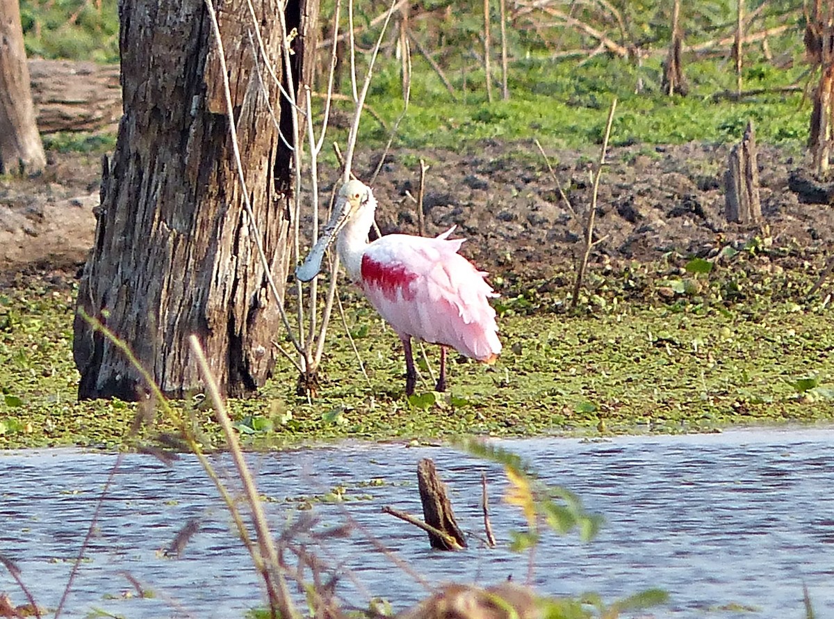 Roseate Spoonbill - Carlos Schmidtutz