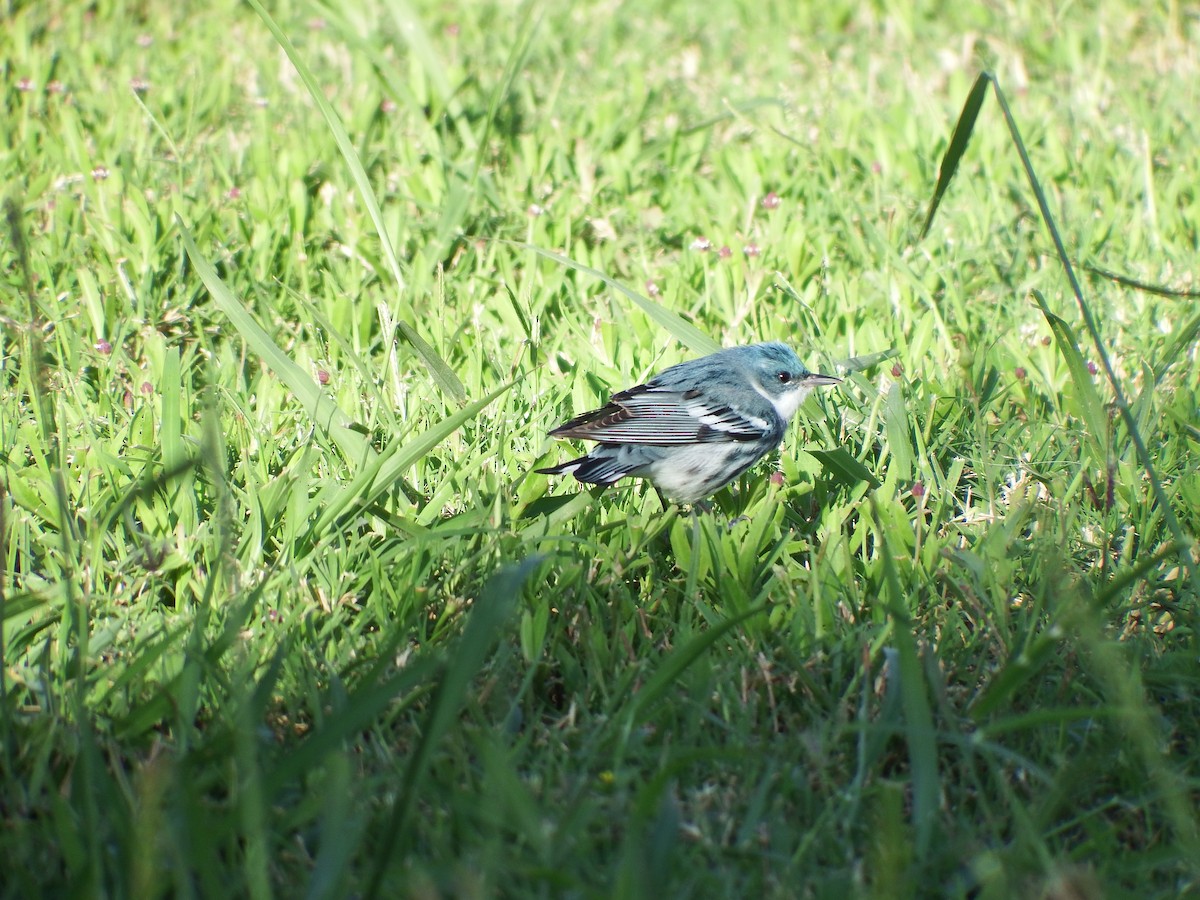 Cerulean Warbler - ML609393683