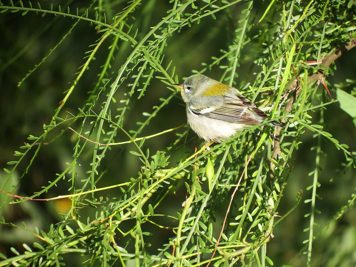 Northern Parula - ML609393737