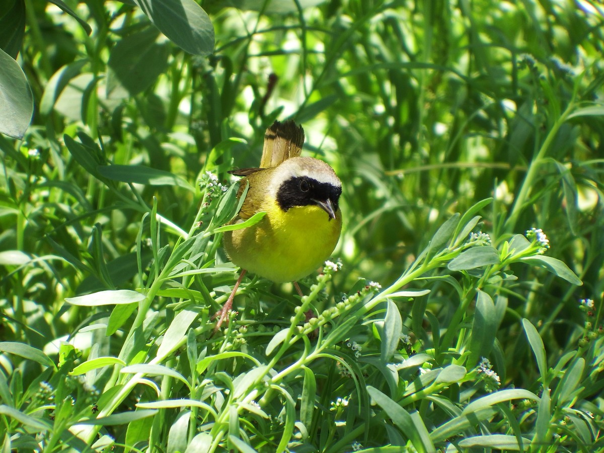 Common Yellowthroat - ML609393789