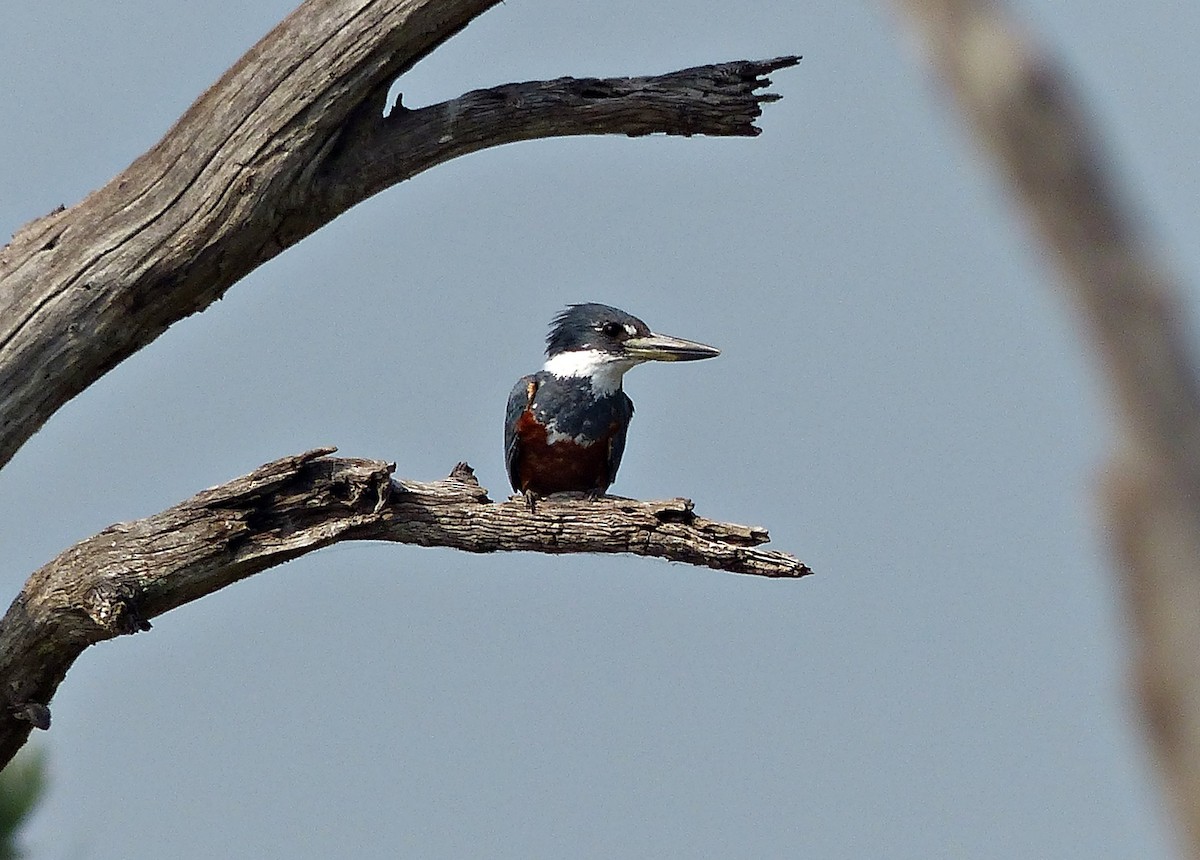 Martin-pêcheur à ventre roux - ML609393858