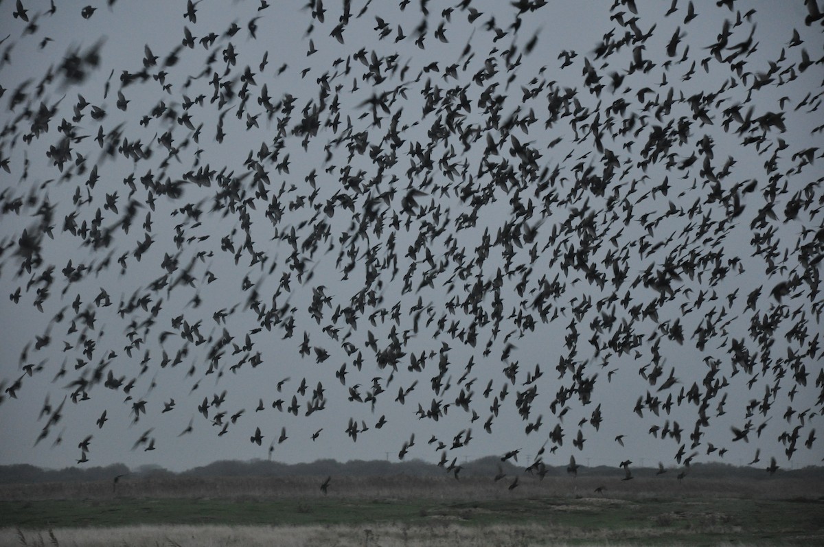 European Starling - ML609393861