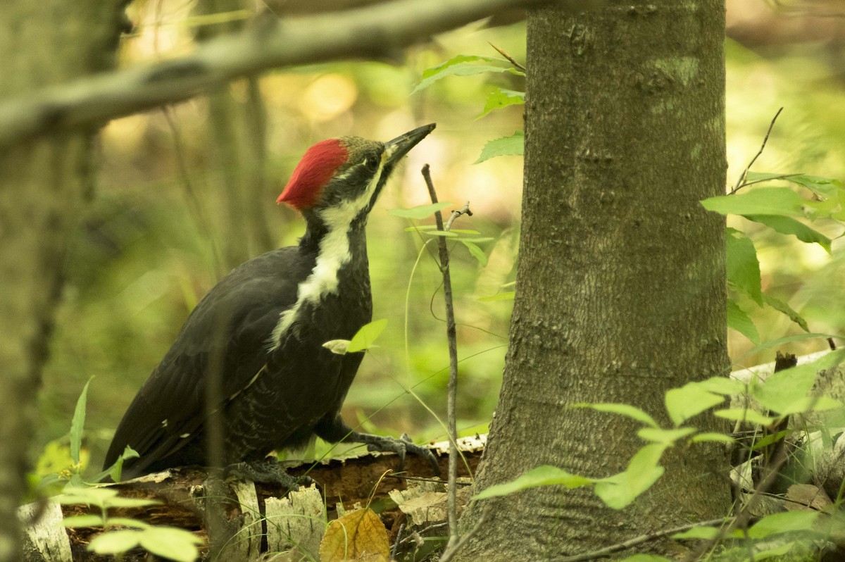 Pileated Woodpecker - ML609393863
