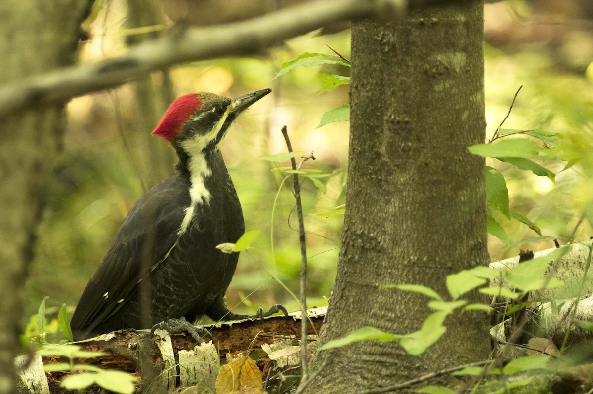 Pileated Woodpecker - ML609393864