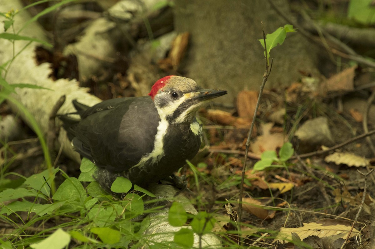 Pileated Woodpecker - ML609393866