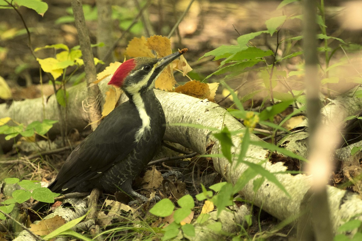 Pileated Woodpecker - ML609393869