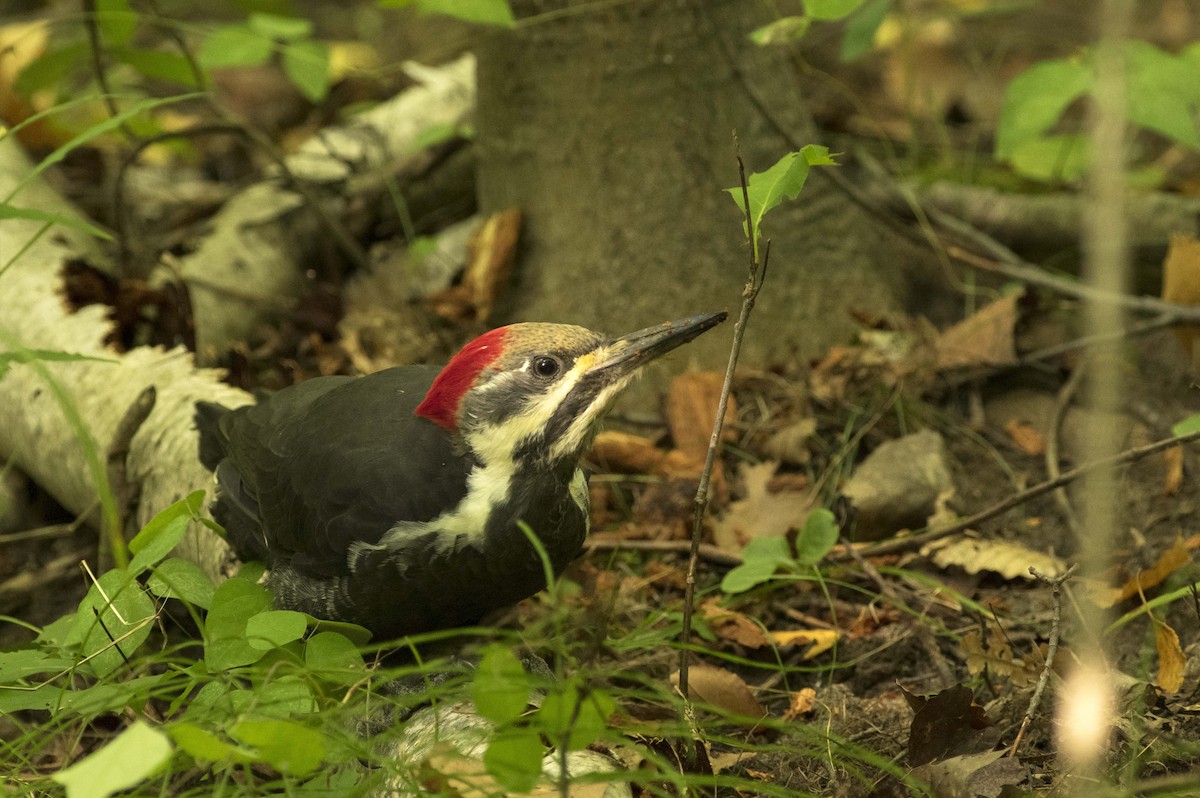 Pileated Woodpecker - ML609393870
