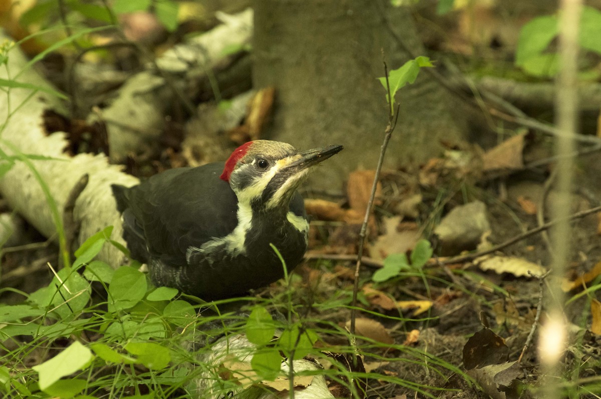 Pileated Woodpecker - ML609393871