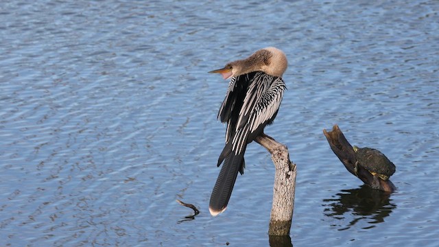 Anhinga - ML609393920
