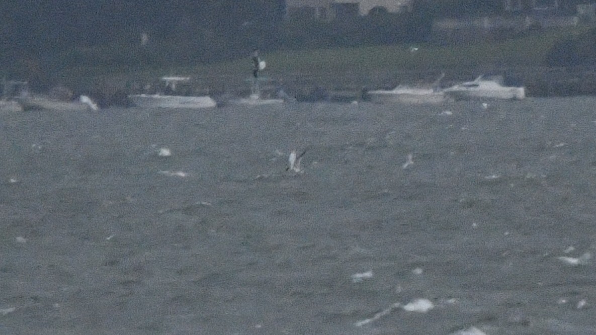 Caspian Tern - ML609393935