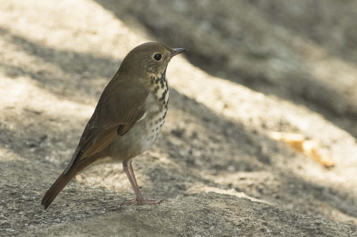 Hermit Thrush - François Martin