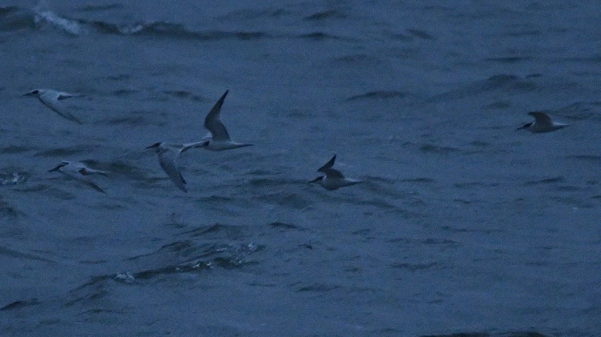 Common Tern - ML609393985