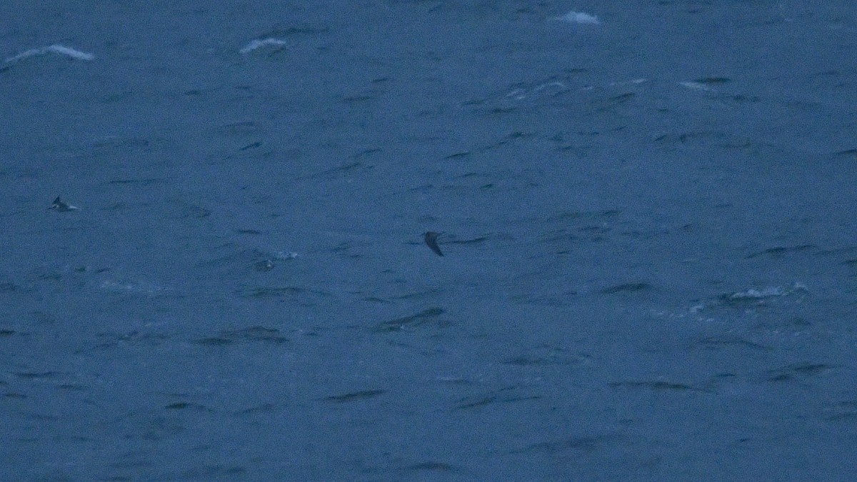 Black Tern - ML609394073