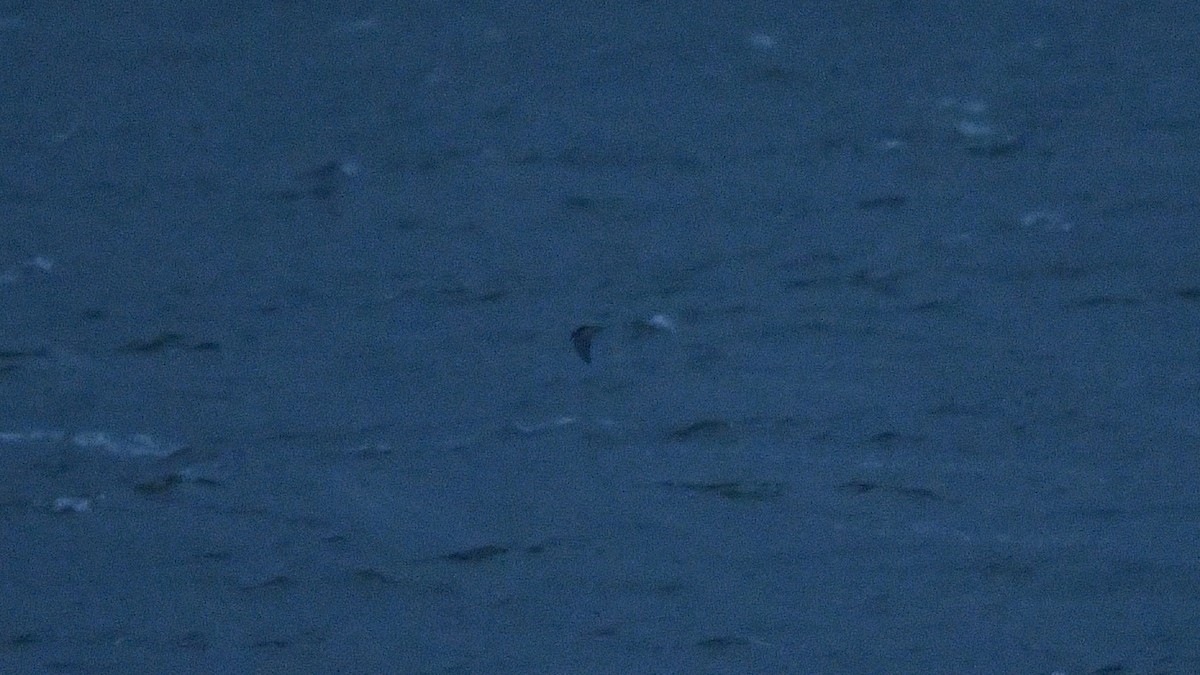 Black Tern - ML609394076