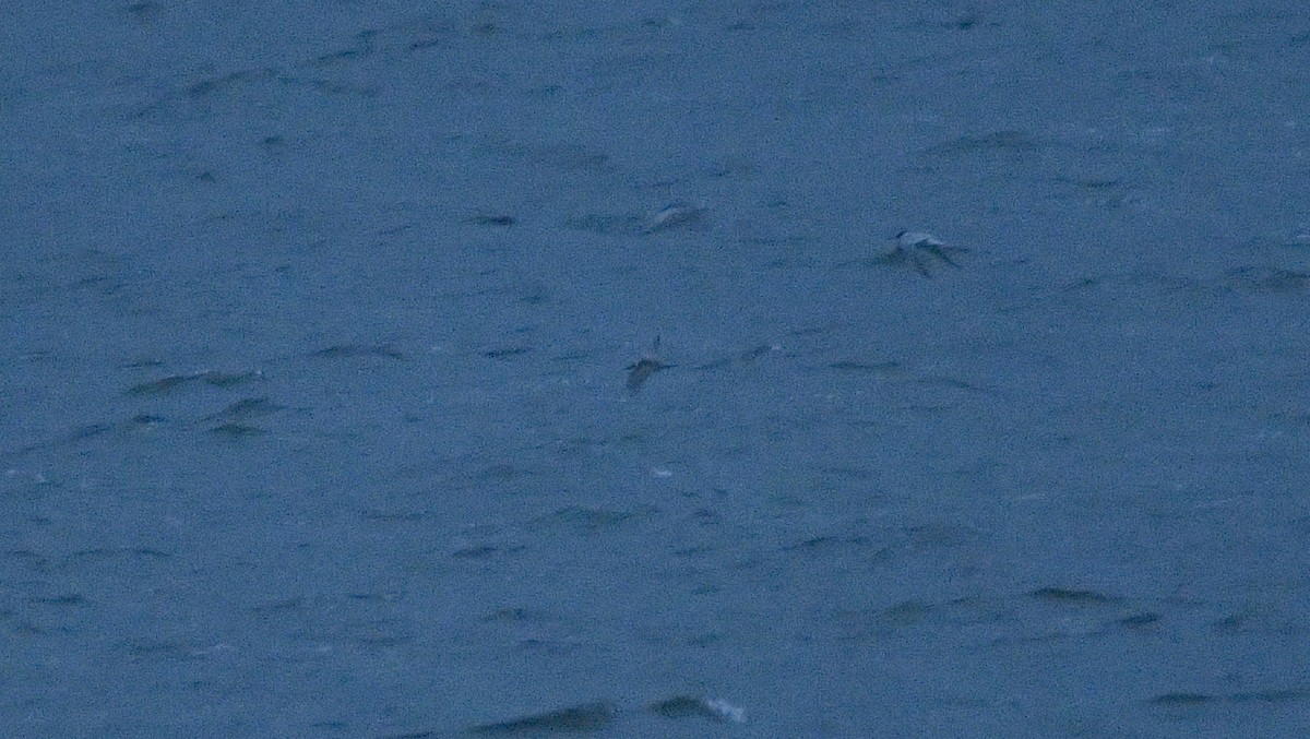 rybák černý - ML609394077