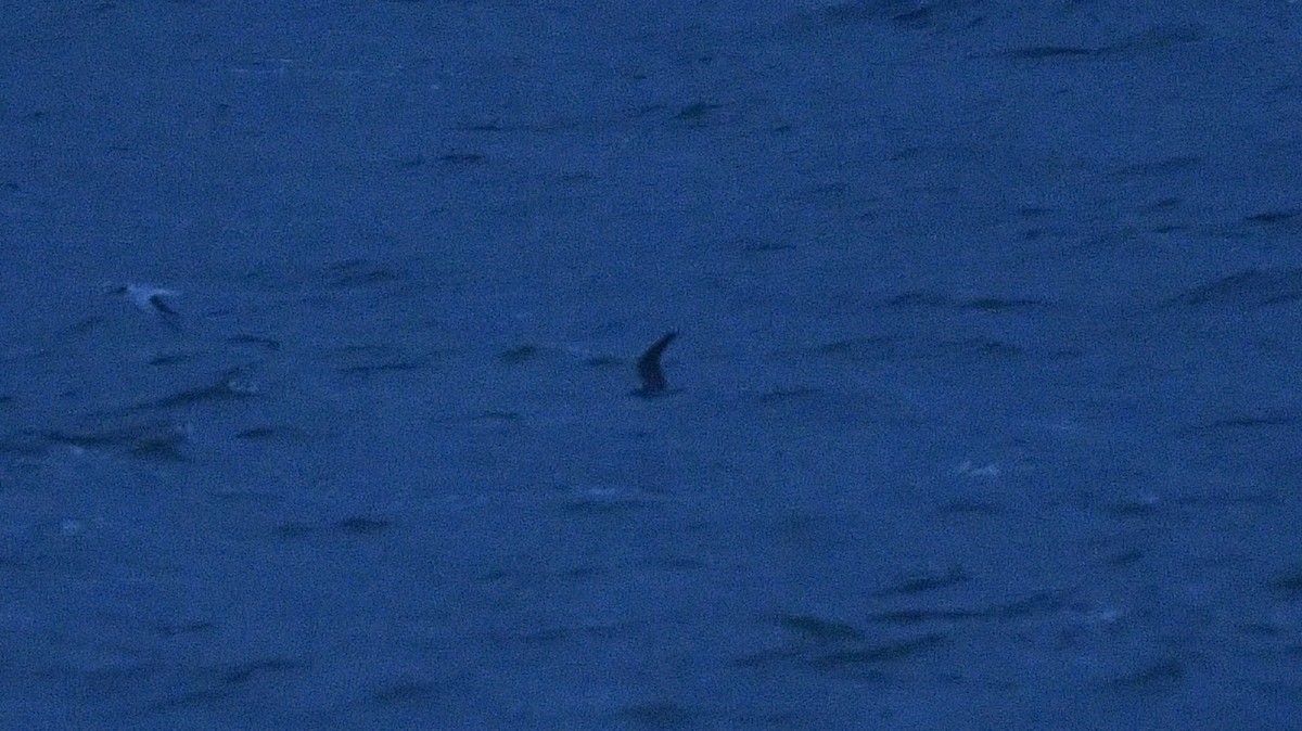 Black Tern - ML609394078