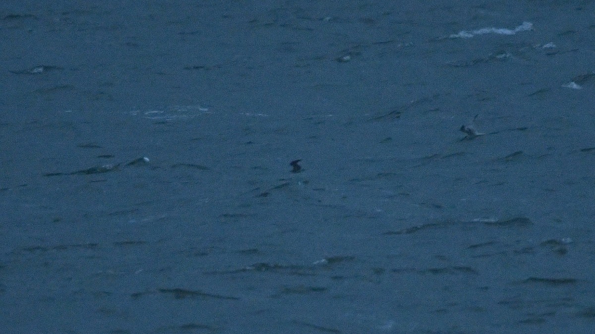 Black Tern - ML609394084