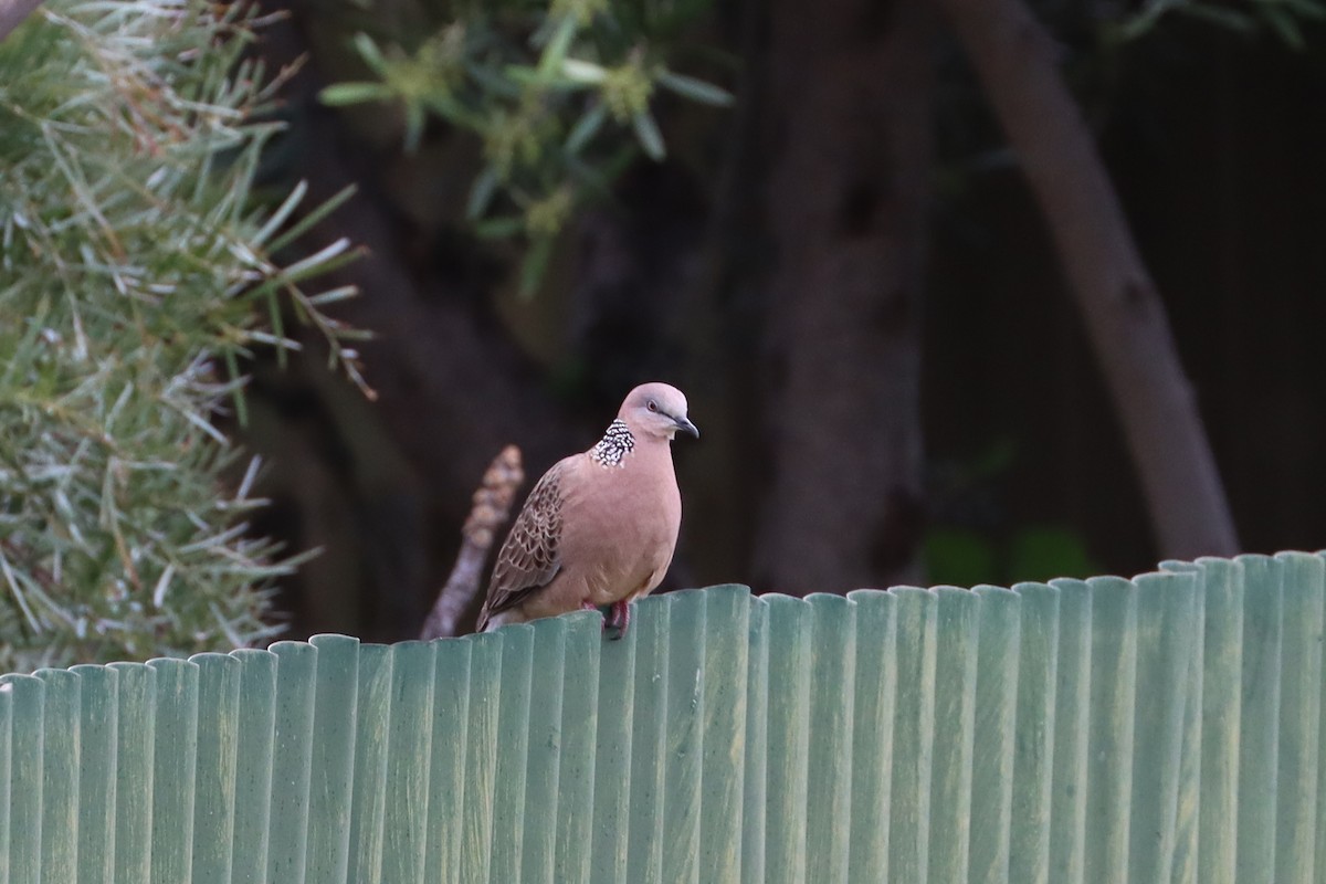 Spotted Dove - ML609394282