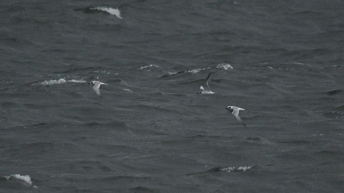 rybák severoamerický - ML609394336