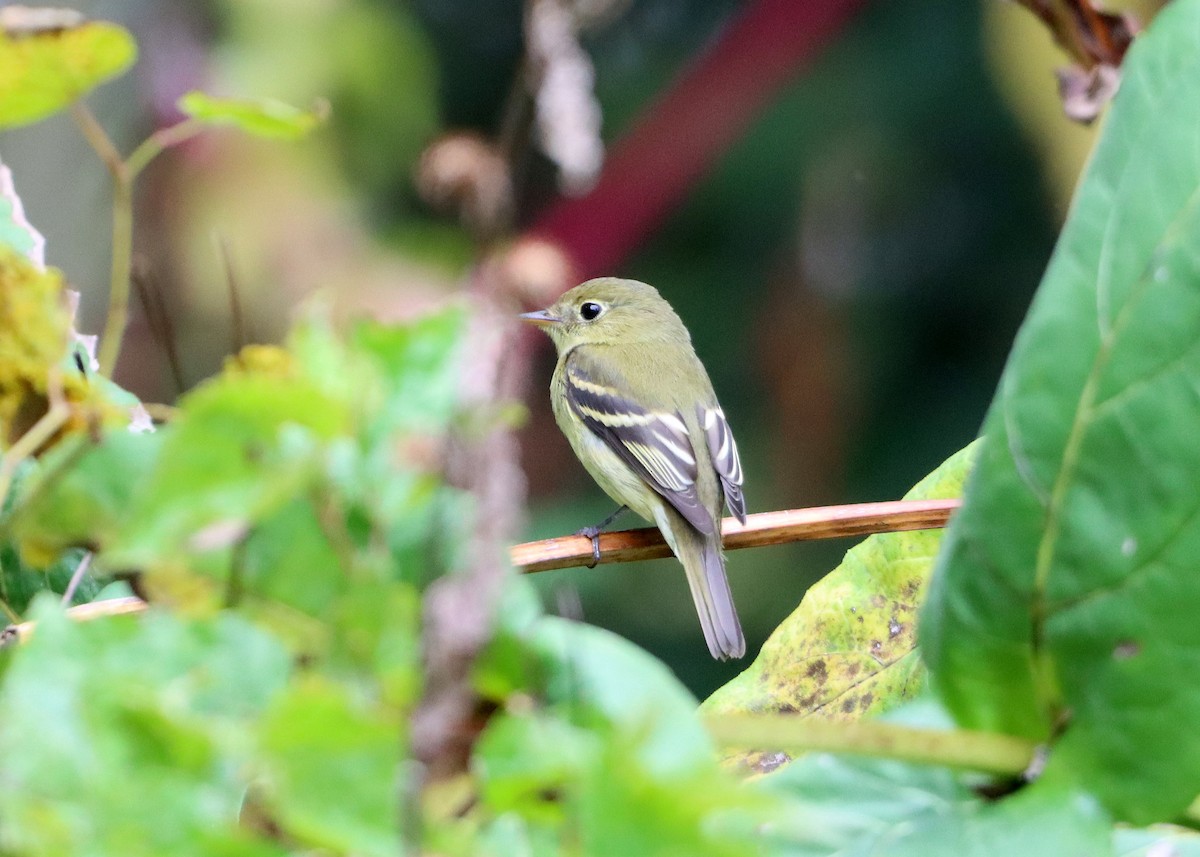 Yellow-bellied Flycatcher - ML609394425