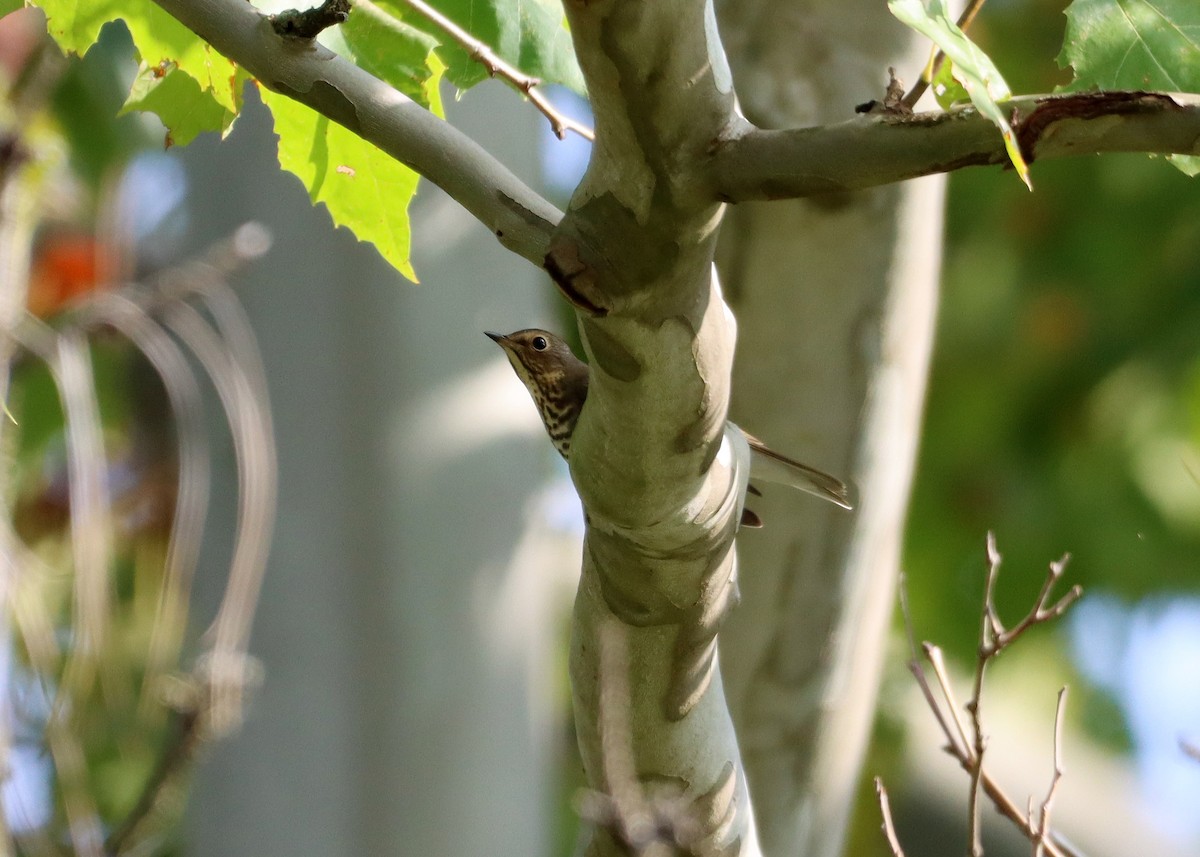 Swainson's Thrush - ML609394434