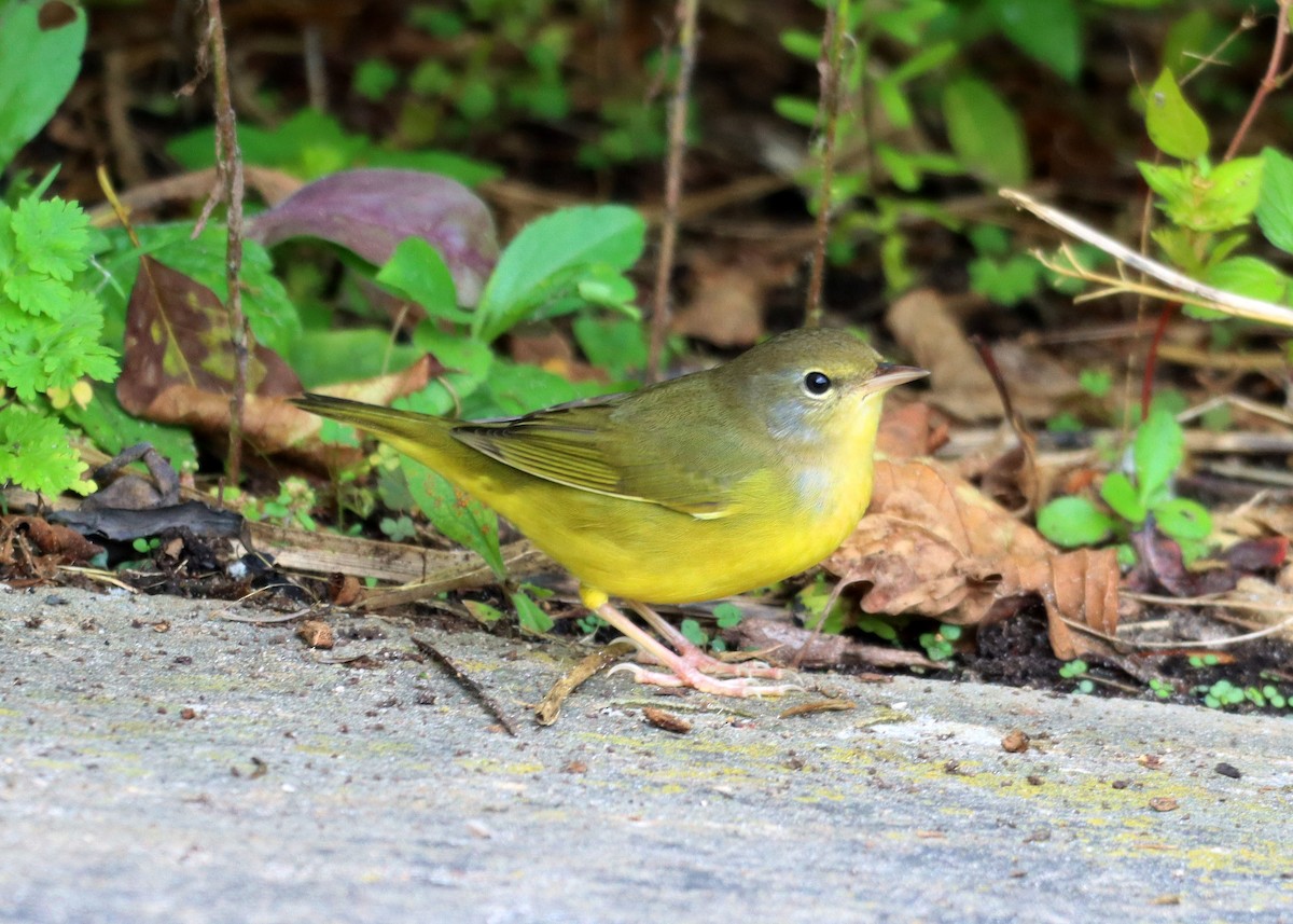 Mourning Warbler - ML609394449