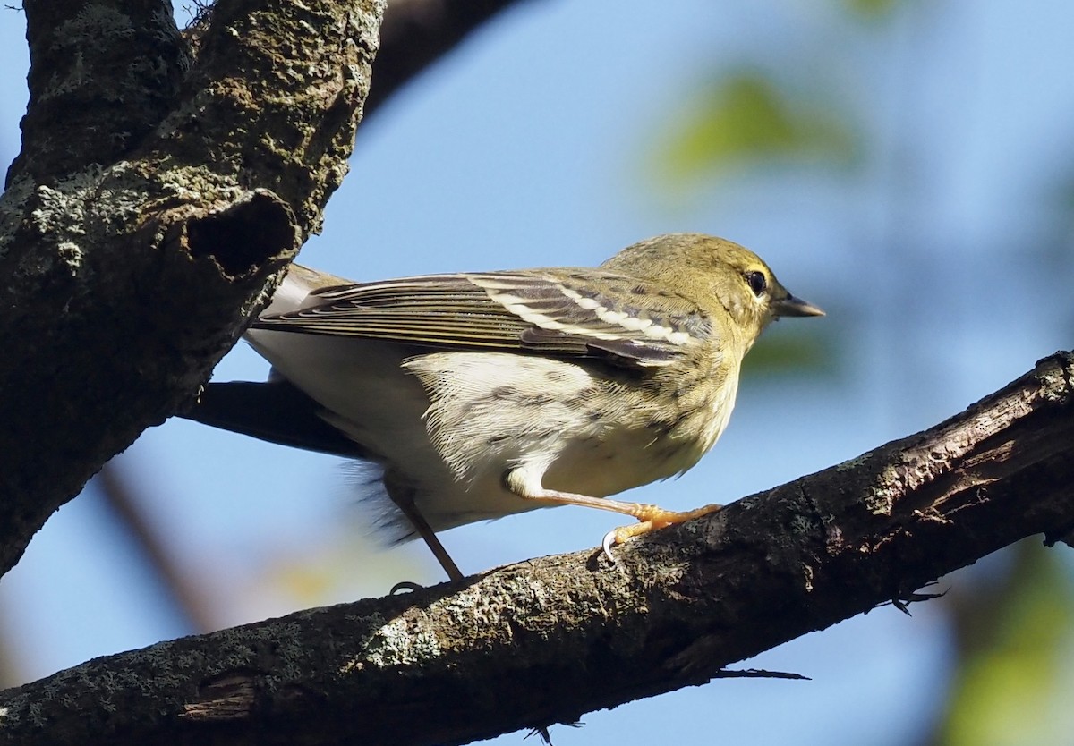 Streifenwaldsänger - ML609394458