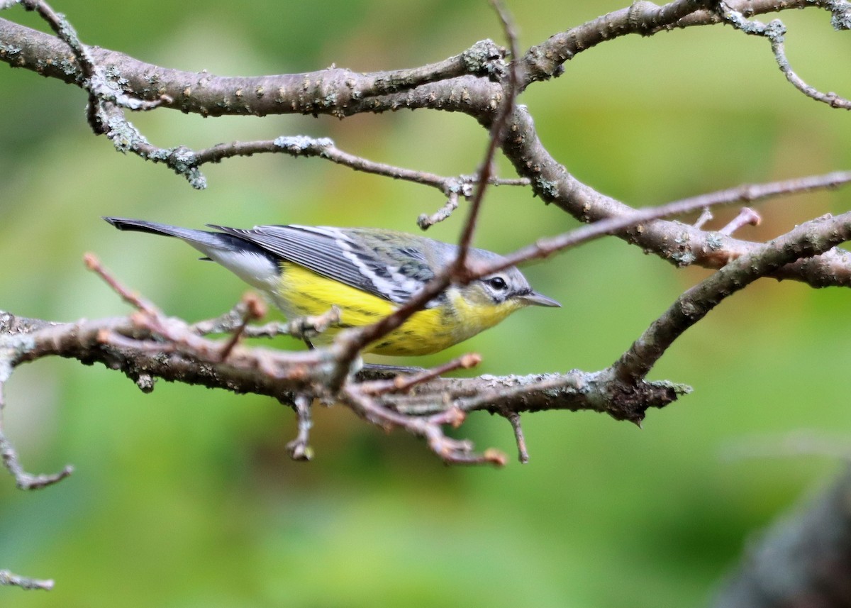 Magnolia Warbler - ML609394461