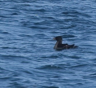 Rhinoceros Auklet - ML609394518