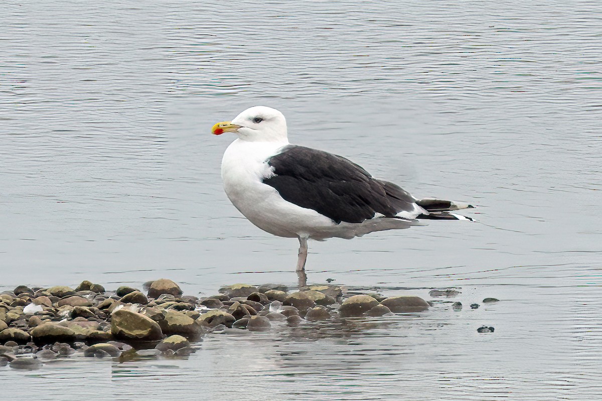 Great Black-backed Gull - ML609394623