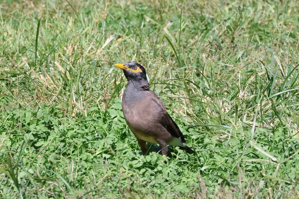 Common Myna - Mathieu Soetens