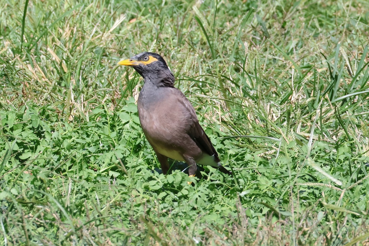 Common Myna - ML609394685