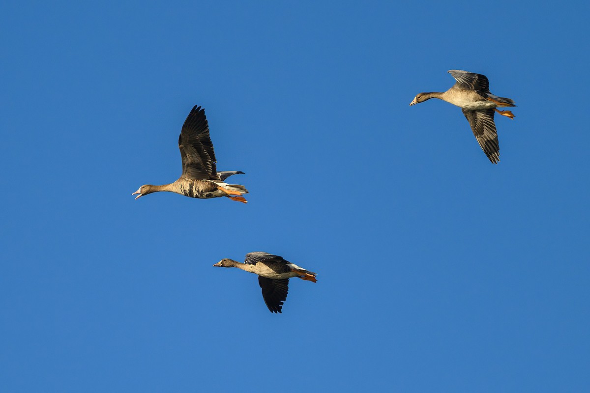Greater White-fronted Goose - ML609394718
