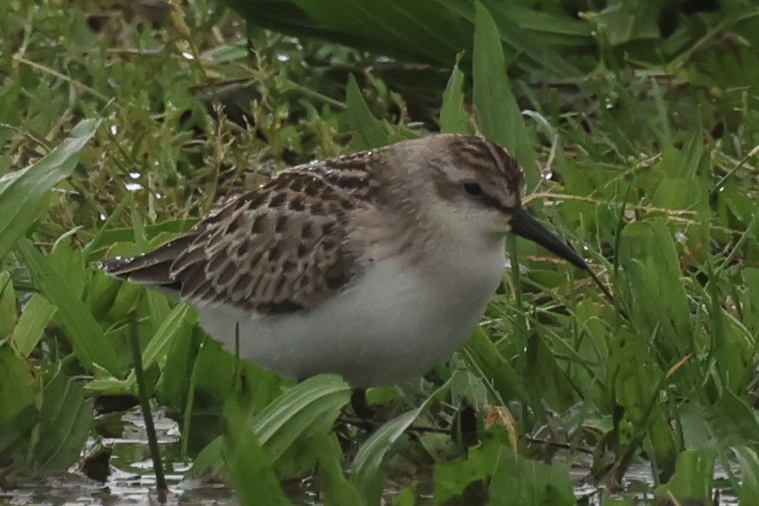 Semipalmated Sandpiper - ML609394765