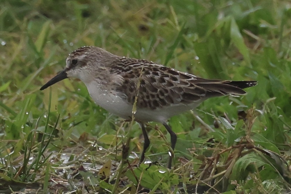 Semipalmated Sandpiper - ML609394766
