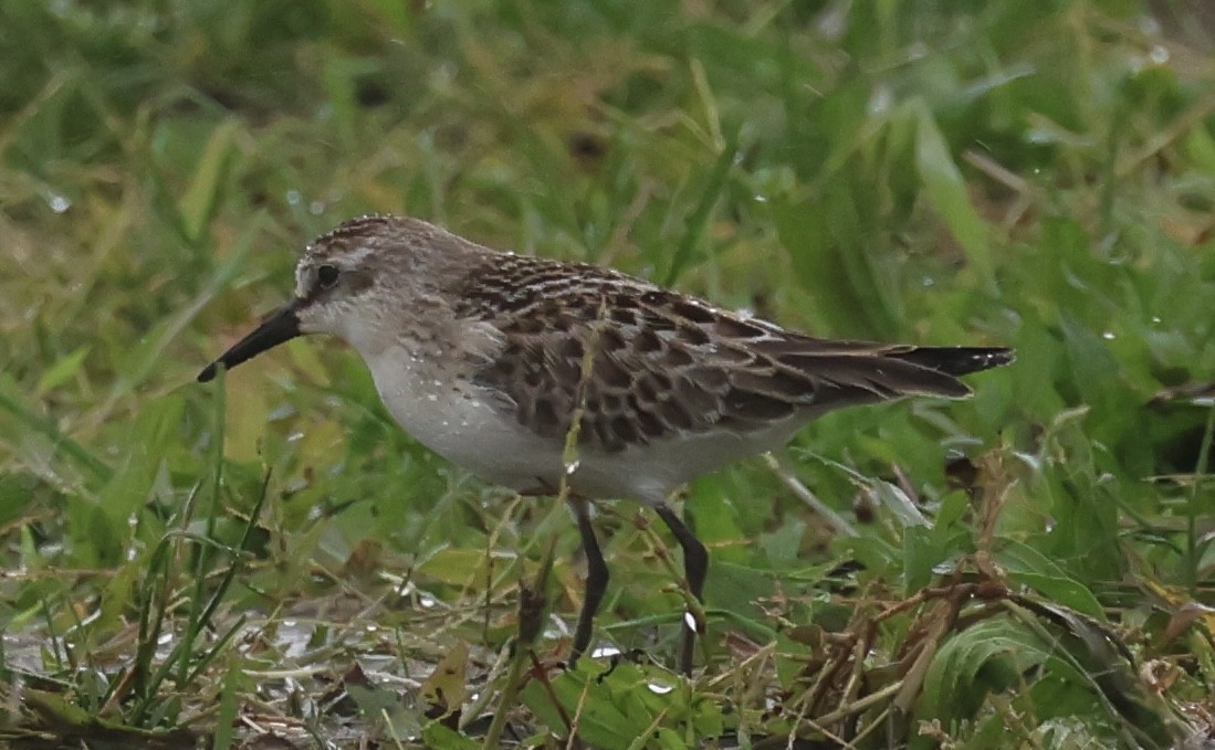 Semipalmated Sandpiper - ML609394767
