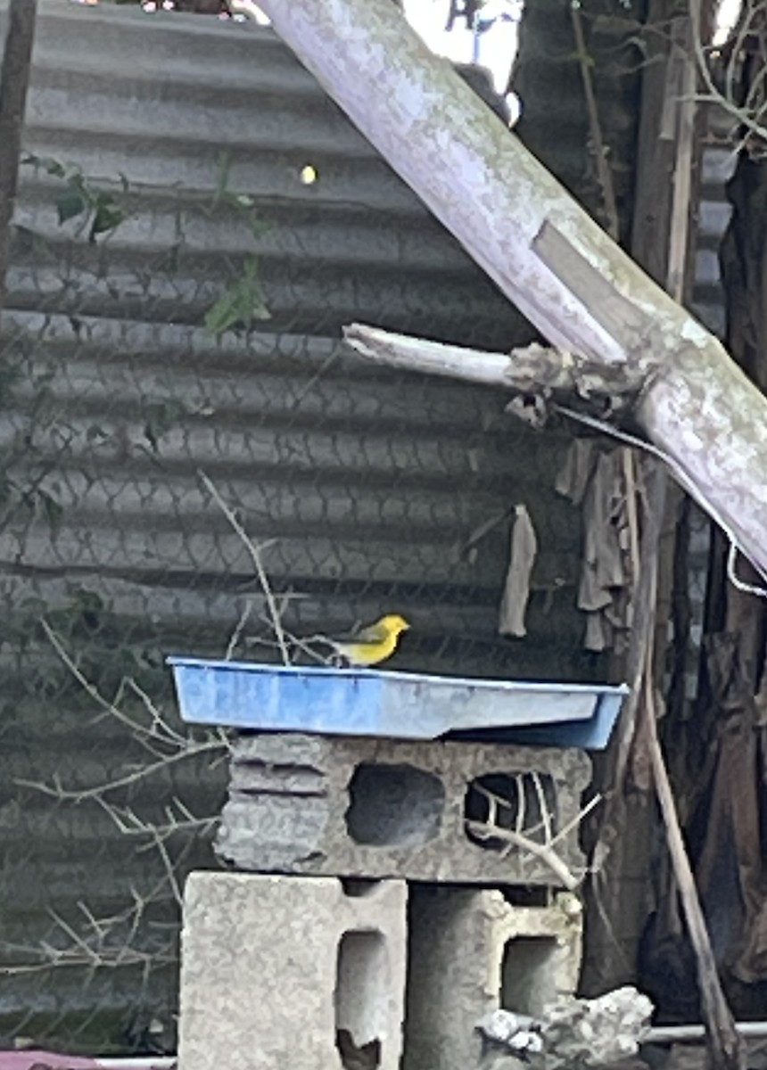 Prothonotary Warbler - ML609394828