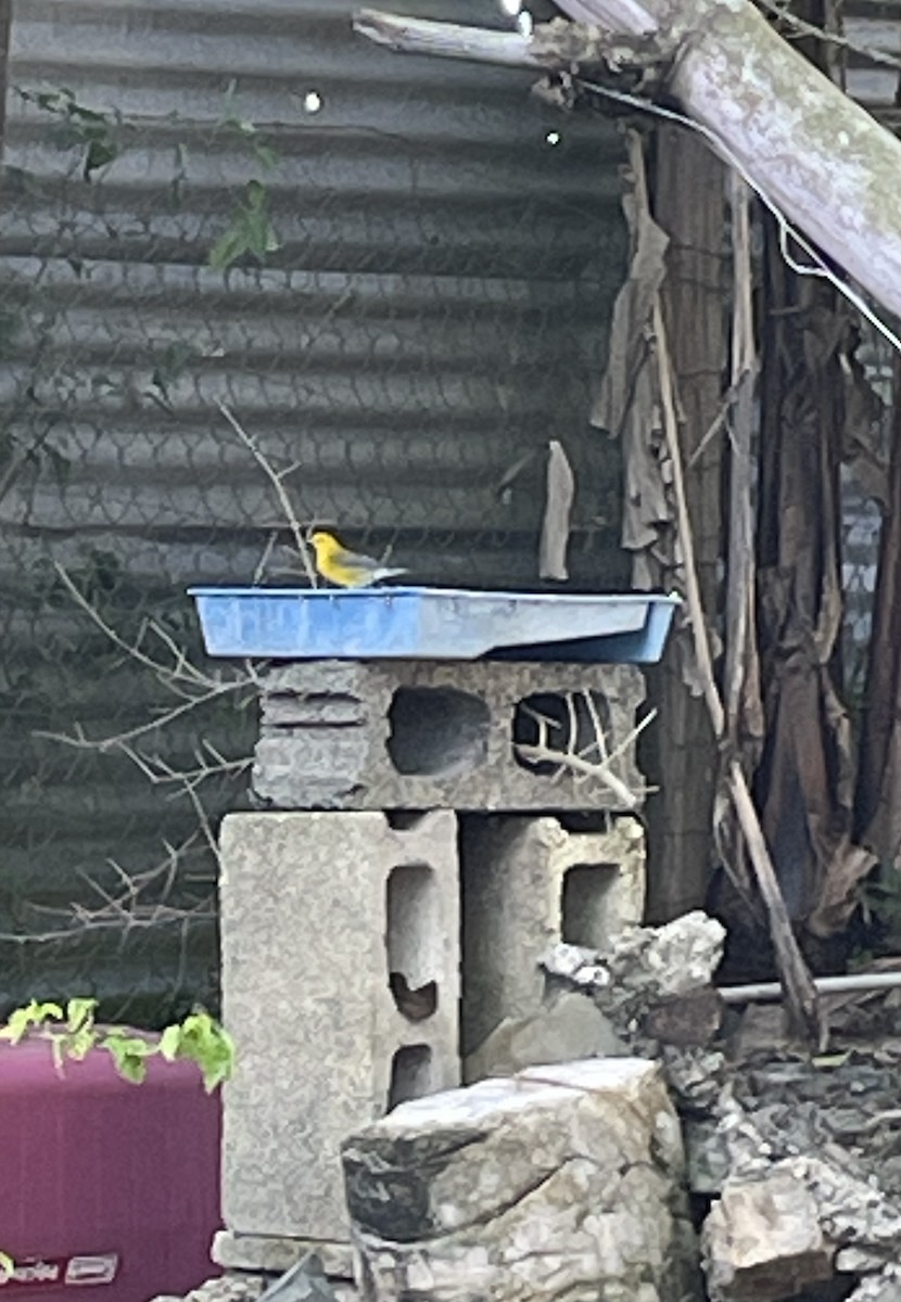 Prothonotary Warbler - ML609394829