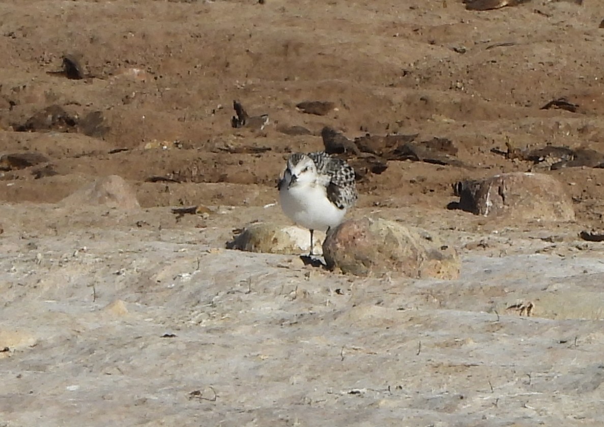 Bécasseau sanderling - ML609394830