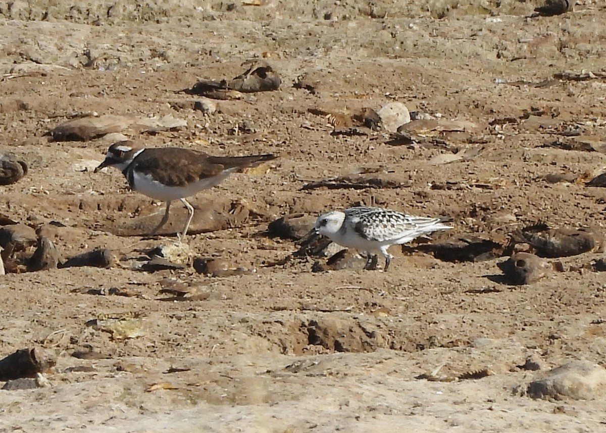 Bécasseau sanderling - ML609394850